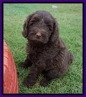 Liza Camo pups 6 wks old 91