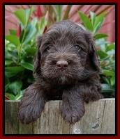 Liza Camo pups 4 wks old 131