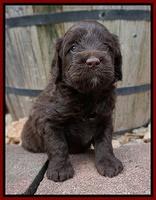 Liza Camo pups 4 wks old 141