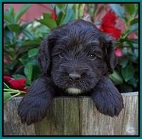 Liza Camo pups 4 wks old 171