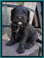 Liza Camo pups 4 wks old 181