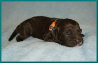 Newborn Teal girl Liza Camo