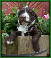 Liza Camo pups 4 wks old 291