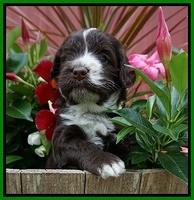 Liza Camo pups 4 wks old 301