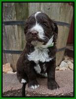 Liza Camo pups 4 wks old 311