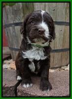 Liza Camo pups 4 wks old 321