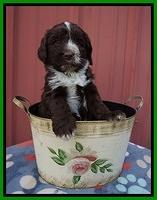 Liza Camo pups 5 wks old 291