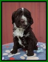 Liza Camo pups 5 wks old 301