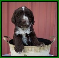 Liza Camo pups 5 wks old 321