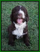 Liza Camo pups 6 wks old 271