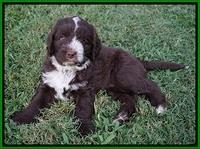 Liza Camo pups 6 wks old 281