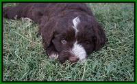 Liza Camo pups 6 wks old 291