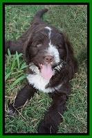 Liza Camo pups 7 wks old 361
