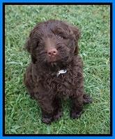 Liza Camo pups 6 wks old 311