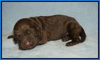 Newborn lt blue Boy Liza Camo