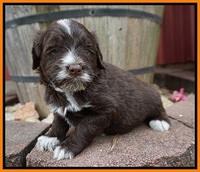 Liza Camo pups 4 wks old 271