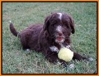 Liza Camo pups 7 wks old 281