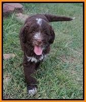 Liza Camo pups 7 wks old 301