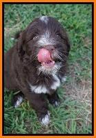 Liza Camo pups 7 wks old 311