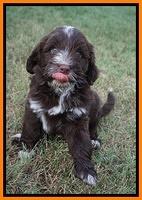 Liza Camo pups 7 wks old 321