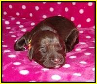 Liza Camo pups 1 wk olf 161