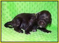 Liza Camo pups 2 wks old 231