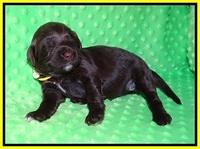 Liza Camo pups 2 wks old 241