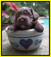 Liza Camo pups 3 wks old 281