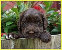 Liza Camo pups 4 wks old 391