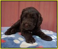 Liza Camo pups 5 wks old 391
