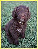 Liza Camo pups 6 wks old 351