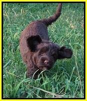 Liza Camo pups 7 wks old 421