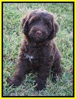 Liza Camo pups 7 wks old 431
