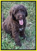 Liza Camo pups 7 wks old 441