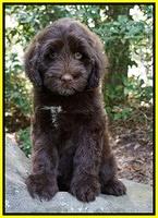 Liza Camo pups 8 wks old 3311
