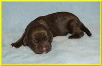 Newborn Yellow girl Liza Camo