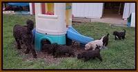 London Trace pups 5 wks old 38100