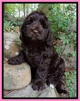 Individual puppy photos