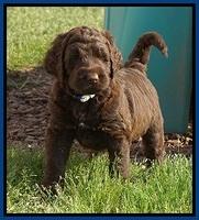 London Trace pups 5 wks old 21
