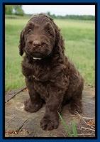 London Trace pups 6 wks old 21