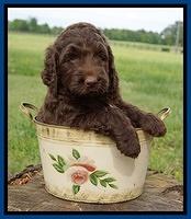 London Trace pups 6 wks old 31