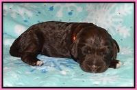 London Trace pups 1 wk old 31