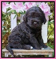 London Trace pups 4 wks old 71