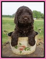 London Trace pups 6 wks old 51