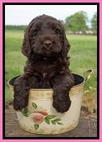 London Trace pups 6 wks old 61