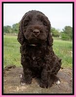 London Trace pups 6 wks old 81