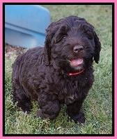 London Trace pups 7 wks old 81