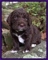 London Trace pups 3 wks old 81