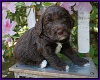 London Trace pups 4 wks old 91