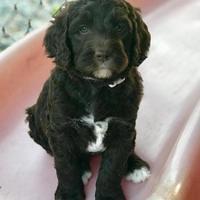 London Trace pups 6 wks old 250